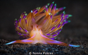 Very orange by Nonna Pokras 